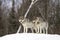 Timber wolves or Grey Wolf Canis lupus walking in the winter snow in Canada