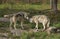 Timber wolves or grey wolves (canis lupus) greeting each other in Canada