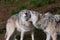 Timber wolves or grey wolves (canis lupus) playing with each other in autumn