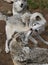 Timber wolves or grey wolves (canis lupus) playing with each other in autumn in Canada