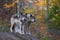 Timber wolves or grey wolves (Canis lupus) on rocky cliff in autumn in Canada