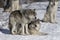 Timber wolves or grey wolves Canis lupus standing in the winter snow in Canada