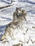 Timber wolves or grey wolves Canis lupus standing in the winter snow in Canada