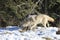 Timber wolves hunting by forest