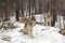 Timber wolves at play in winter