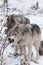 Timber wolves at play in winter