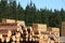 Timber yard and forest