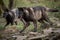 Timberwolf running in the forest