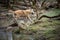 Timberwolf running in the forest