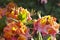 Time of azaleas bloom in the botanical garden