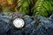 Time concept, Vintage golden pocket watch in the tropical forest