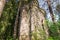 The time-destroyed romantic chapel-tomb 1914