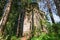 The time-destroyed romantic chapel-tomb 1914