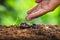 Time Growth Seed Planting Seeds Protect Sapling Sapodilla Tree