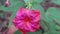 Time laps of blooming red Mirabilis jalapa , miracle of Peru or a four-hour flower close up view