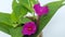 Time laps of blooming red Mirabilis Jalapa , miracle of Peru or a four-hour flower close up view