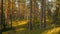 Time lapse Autumn Forest At Sunset. Timelapse. Beautiful Sun Sunshine In Sunny Coniferous Woods. Sunlight Sunrays Shine