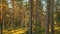 Time lapse Autumn Forest At Sunset. Timelapse. Beautiful Sun Sunshine In Sunny Coniferous Woods. Sunlight Sunrays Shine