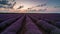 Time lapse with a beautiful blooming lavender field