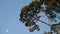 Time lapse of bird on big tree with moon movement