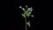 Time lapse of blooming apple branch with ALPHA channel