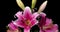 Time lapse of blooming beautiful pink lilies on black background video 4k