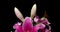 Time lapse of blooming beautiful pink lilies on black background video 4k