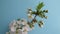 Time lapse of blooming cherry. Beautiful flower opening up. Timelapse of growing blossom cherry on blue background