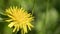 Time lapse of blooming dandelion flower