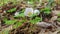 Time lapse blooming flower in the spring.