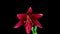 Time Lapse of blooming red Lily flower. Beautiful Lily opening up. Close up Timelapse of blossom big flowers on black