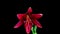 Time Lapse of blooming red Lily flower. Beautiful Lily opening up. Close up Timelapse of blossom big flowers on black