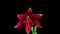 Time Lapse of blooming red Lily flower. Beautiful Lily opening up. Close up Timelapse of blossom big flowers on black