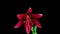 Time Lapse of blooming red Lily flower. Beautiful Lily opening up. Close up Timelapse of blossom big flowers on black