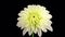 Time-lapse blooming white dahlia with alpha channel