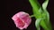 Time lapse of bright pink white colorful tulip flower with water drops blooming on dark classic blue background. Holiday bouquet