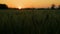 Time lapse clip of the sun setting over wheat or barley field at sunset