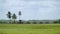 Time lapse cloud and paddy rice field with coconut tree and tiny house at Air Papan Mersing, Malaysia