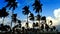 Time-lapse of coconut trees wind and clouds