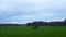 Time lapse. Cows graze in the green meadows of the Swiss.