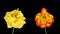 Time-lapse of dying yellow and orange roses