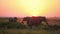 Time lapse of elephants eating grass in Amboseli Park, Kenya