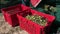 Time lapse farmers pouring olives from harvesting net to plastic box. Olive oil production, harvest in autumn. Taggiasca cultivar,