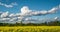 Time lapse of field of beautiful springtime golden flower of rapeseed on blue sky background with beautiful clouds