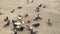 Time-lapse footage of chaotic walking group of pigeons, takes off and pecking ground looking for food. Street pigeons