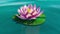 Time lapse footage of Pink lotus water lily flower blooming opens. 3d rendering.