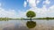 Time lapse footage video of moving clouds behind a single big oak tree