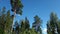 Time lapse. Gorgeous landscape view on beautiful sunny summer day. Green trees and plants on blue sky background.