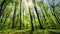 Time lapse of gorgeous sunny green forest