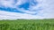 Time-lapse of grain field